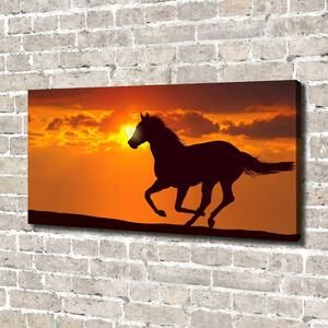 Foto obraz na plátně do obýváku Kůň západ slunce oc-53365535