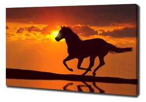 Foto obraz na plátně do obýváku Kůň západ slunce oc-53365535
