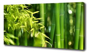 Foto obraz canvas Bambus oc-53968302