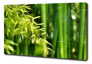 Foto obraz canvas Bambus oc-53968302