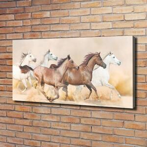 Foto obraz na plátně Koně ve cvalu oc-56781097