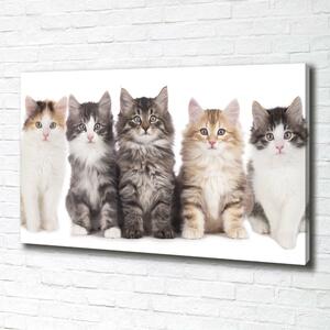 Foto obraz na plátně Šest koček oc-57635875