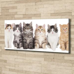 Foto obraz na plátně Šest koček oc-57635875