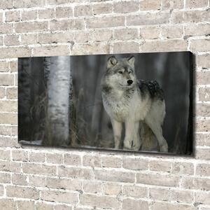 Foto obraz canvas Šedý vlk oc-57875164