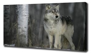 Foto obraz canvas Šedý vlk oc-57875164