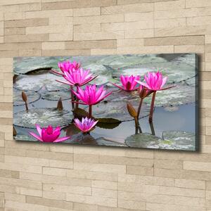 Foto obraz na plátně Květ lotosu oc-57976414