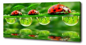 Moderní obraz canvas na rámu Berušky deštníky oc-58636971