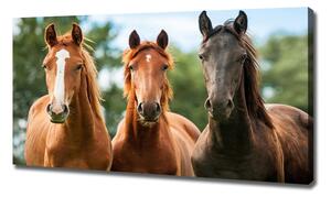 Moderní fotoobraz canvas na rámu Tři koně oc-58776709