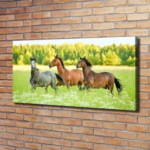 Foto obraz na plátně Koně ve cvalu oc-58845191