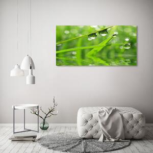 Moderní obraz canvas na rámu Kapky na trávě oc-59105885