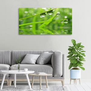 Moderní obraz canvas na rámu Kapky na trávě oc-59105885