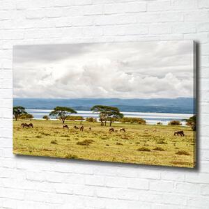 Foto obraz na plátně Jezero Naivasha oc-60219348