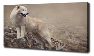 Foto obraz na plátně do obýváku Bílý vlk na skále oc-60381309