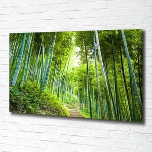 Foto obraz na plátně Bambusový les oc-60510509