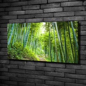 Foto obraz na plátně Bambusový les oc-60510509