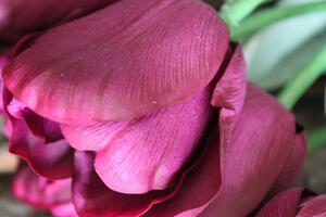 Fialový umělý tulipán s listy 67cm 1ks