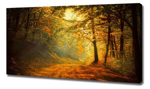 Foto obraz na plátně Podzimní les oc-60738927