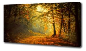 Foto obraz na plátně Podzimní les oc-60738927