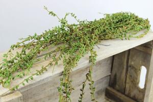 Zelený umělý trs rostliny senecio 70cm