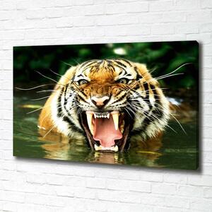 Foto obraz na plátně Řvoucí tygři oc-609474