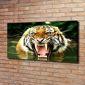 Foto obraz na plátně Řvoucí tygři oc-609474
