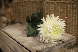 Bílá chryzantéma stopková 80cm