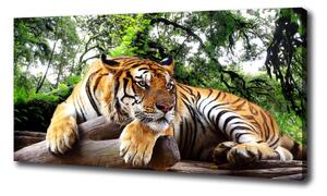 Foto obraz na plátně do obýváku Tygr na skále oc-61968911