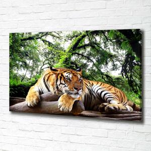 Foto obraz na plátně do obýváku Tygr na skále oc-61968911