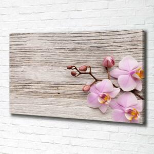 Moderní fotoobraz canvas na rámu Orchidej a na stromě oc-62495656