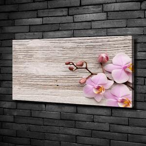 Moderní fotoobraz canvas na rámu Orchidej a na stromě oc-62495656