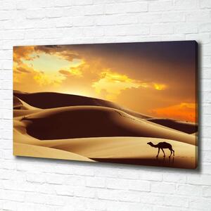 Foto obraz na plátně Velbloud Sahara oc-62618383