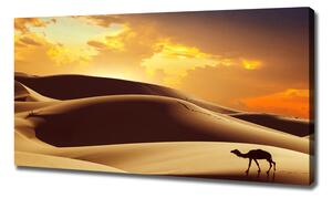 Foto obraz na plátně Velbloud Sahara oc-62618383