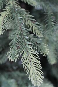 Zelený lesní umělý vánoční stromek 3D+2D 210cm