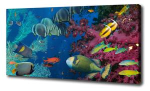 Foto obraz na plátně Korálový útes oc-64308436