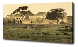 Foto obraz na plátně Žirafy na savaně oc-64472028