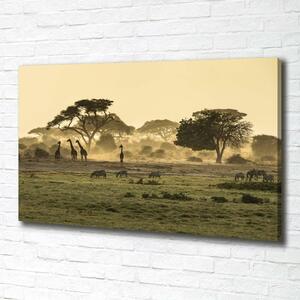 Foto obraz na plátně Žirafy na savaně oc-64472028