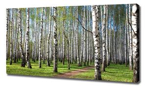 Foto obraz na plátně Břízový les oc-64516023