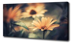 Moderní obraz canvas na rámu Jarní květ oc-64765143