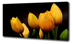 Foto obraz na plátně Žluté tulipány oc-64836622