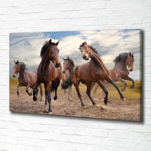 Foto obraz na plátně Pět koní oc-65000408