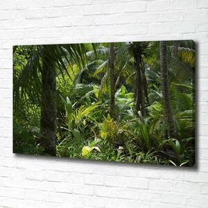 Foto obraz na plátně Tropický les oc-65033935
