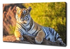 Foto obraz na plátně Portrét tygra oc-65114965