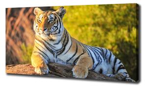 Foto obraz na plátně Portrét tygra oc-65114965