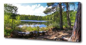 Foto obraz na plátně do obýváku Lesní panorama oc-65467698
