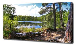 Foto obraz na plátně do obýváku Lesní panorama oc-65467698