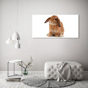 Fotoobraz na skle Červený králík osh-65984756