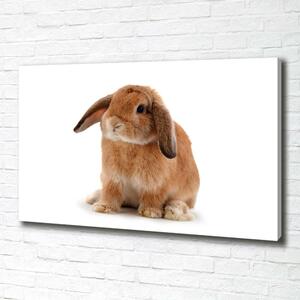 Foto obraz na plátně Červený králík oc-65984756