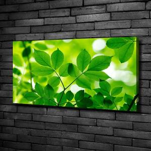Foto-obraz canvas do obýváku Zelené listí oc-66759899