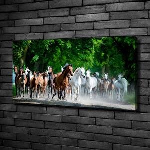 Foto obraz na plátně Koně ve cvalu oc-67489944