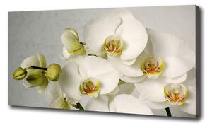 Foto obraz na plátně Bílá orchidej oc-67521473